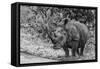 Awesome South Africa Collection B&W - Black Rhinoceros with Oxpecker III-Philippe Hugonnard-Framed Stretched Canvas