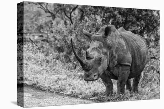 Awesome South Africa Collection B&W - Black Rhinoceros with Oxpecker III-Philippe Hugonnard-Stretched Canvas