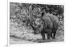 Awesome South Africa Collection B&W - Black Rhinoceros with Oxpecker III-Philippe Hugonnard-Framed Photographic Print