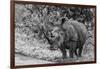 Awesome South Africa Collection B&W - Black Rhinoceros with Oxpecker III-Philippe Hugonnard-Framed Photographic Print