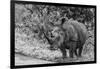 Awesome South Africa Collection B&W - Black Rhinoceros with Oxpecker III-Philippe Hugonnard-Framed Photographic Print