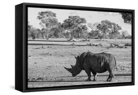 Awesome South Africa Collection B&W - Black Rhinoceros with Oxpecker-Philippe Hugonnard-Framed Stretched Canvas