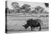 Awesome South Africa Collection B&W - Black Rhinoceros with Oxpecker-Philippe Hugonnard-Stretched Canvas