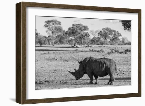 Awesome South Africa Collection B&W - Black Rhinoceros with Oxpecker-Philippe Hugonnard-Framed Photographic Print