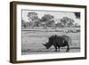 Awesome South Africa Collection B&W - Black Rhinoceros with Oxpecker-Philippe Hugonnard-Framed Photographic Print