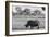 Awesome South Africa Collection B&W - Black Rhinoceros with Oxpecker-Philippe Hugonnard-Framed Photographic Print