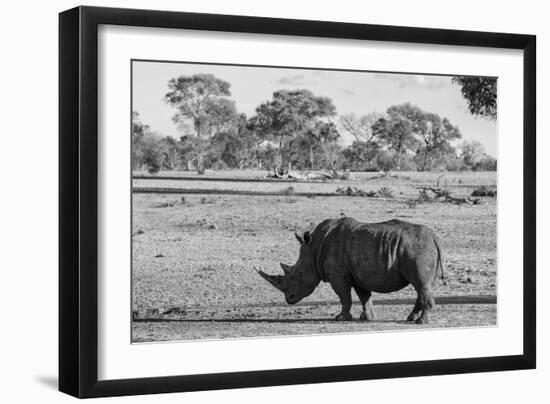 Awesome South Africa Collection B&W - Black Rhinoceros with Oxpecker-Philippe Hugonnard-Framed Photographic Print