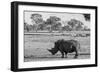 Awesome South Africa Collection B&W - Black Rhinoceros with Oxpecker-Philippe Hugonnard-Framed Photographic Print