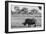 Awesome South Africa Collection B&W - Black Rhinoceros with Oxpecker-Philippe Hugonnard-Framed Photographic Print