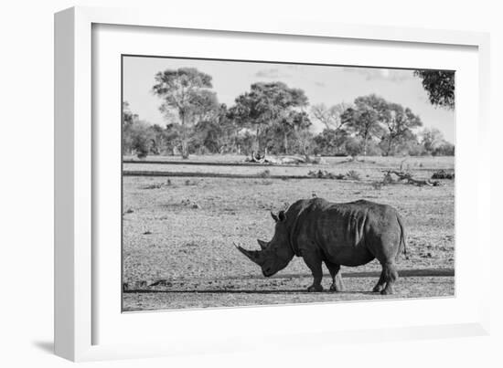 Awesome South Africa Collection B&W - Black Rhinoceros with Oxpecker-Philippe Hugonnard-Framed Photographic Print