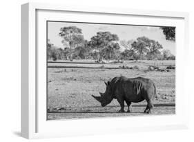 Awesome South Africa Collection B&W - Black Rhinoceros with Oxpecker-Philippe Hugonnard-Framed Photographic Print