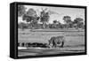 Awesome South Africa Collection B&W - Black Rhinoceros-Philippe Hugonnard-Framed Stretched Canvas