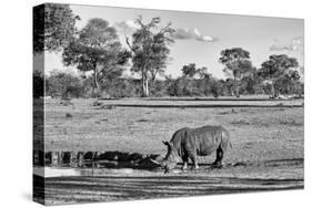 Awesome South Africa Collection B&W - Black Rhinoceros-Philippe Hugonnard-Stretched Canvas