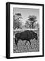 Awesome South Africa Collection B&W - Blue Wildebeest II-Philippe Hugonnard-Framed Premium Photographic Print