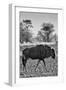 Awesome South Africa Collection B&W - Blue Wildebeest II-Philippe Hugonnard-Framed Premium Photographic Print