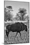 Awesome South Africa Collection B&W - Blue Wildebeest II-Philippe Hugonnard-Mounted Premium Photographic Print