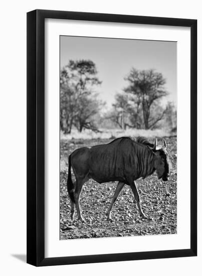 Awesome South Africa Collection B&W - Blue Wildebeest II-Philippe Hugonnard-Framed Photographic Print