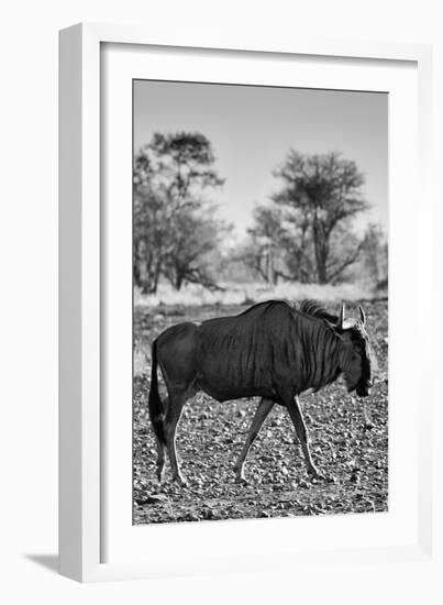 Awesome South Africa Collection B&W - Blue Wildebeest II-Philippe Hugonnard-Framed Photographic Print