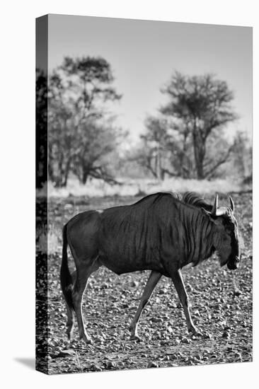 Awesome South Africa Collection B&W - Blue Wildebeest II-Philippe Hugonnard-Stretched Canvas