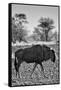 Awesome South Africa Collection B&W - Blue Wildebeest II-Philippe Hugonnard-Framed Stretched Canvas