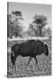 Awesome South Africa Collection B&W - Blue Wildebeest II-Philippe Hugonnard-Stretched Canvas