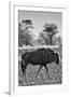 Awesome South Africa Collection B&W - Blue Wildebeest II-Philippe Hugonnard-Framed Photographic Print