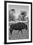 Awesome South Africa Collection B&W - Blue Wildebeest II-Philippe Hugonnard-Framed Photographic Print