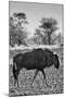 Awesome South Africa Collection B&W - Blue Wildebeest II-Philippe Hugonnard-Mounted Photographic Print