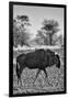 Awesome South Africa Collection B&W - Blue Wildebeest II-Philippe Hugonnard-Framed Photographic Print