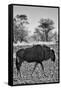 Awesome South Africa Collection B&W - Blue Wildebeest II-Philippe Hugonnard-Framed Stretched Canvas