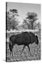 Awesome South Africa Collection B&W - Blue Wildebeest II-Philippe Hugonnard-Stretched Canvas