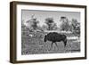 Awesome South Africa Collection B&W - Blue Wildebeest-Philippe Hugonnard-Framed Premium Photographic Print