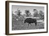 Awesome South Africa Collection B&W - Blue Wildebeest-Philippe Hugonnard-Framed Photographic Print