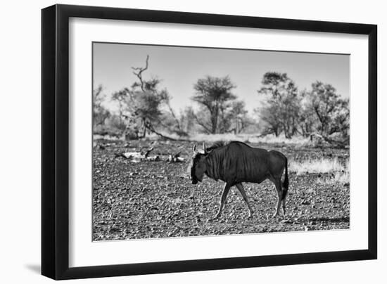 Awesome South Africa Collection B&W - Blue Wildebeest-Philippe Hugonnard-Framed Photographic Print