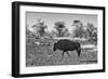 Awesome South Africa Collection B&W - Blue Wildebeest-Philippe Hugonnard-Framed Photographic Print