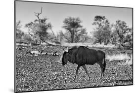 Awesome South Africa Collection B&W - Blue Wildebeest-Philippe Hugonnard-Mounted Photographic Print