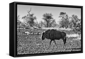 Awesome South Africa Collection B&W - Blue Wildebeest-Philippe Hugonnard-Framed Stretched Canvas