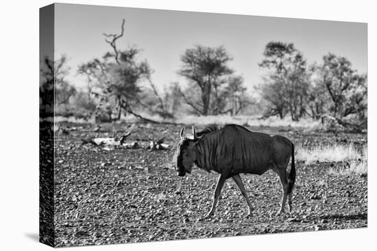 Awesome South Africa Collection B&W - Blue Wildebeest-Philippe Hugonnard-Stretched Canvas
