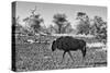 Awesome South Africa Collection B&W - Blue Wildebeest-Philippe Hugonnard-Stretched Canvas