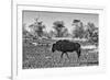 Awesome South Africa Collection B&W - Blue Wildebeest-Philippe Hugonnard-Framed Photographic Print