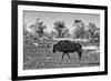 Awesome South Africa Collection B&W - Blue Wildebeest-Philippe Hugonnard-Framed Photographic Print