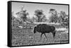 Awesome South Africa Collection B&W - Blue Wildebeest-Philippe Hugonnard-Framed Stretched Canvas
