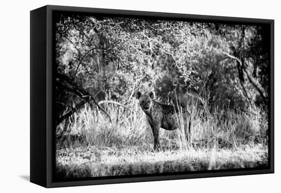 Awesome South Africa Collection B&W - Brown Hyena-Philippe Hugonnard-Framed Stretched Canvas