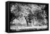 Awesome South Africa Collection B&W - Brown Hyena-Philippe Hugonnard-Framed Stretched Canvas