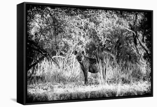 Awesome South Africa Collection B&W - Brown Hyena-Philippe Hugonnard-Framed Stretched Canvas