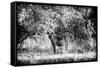 Awesome South Africa Collection B&W - Brown Hyena-Philippe Hugonnard-Framed Stretched Canvas