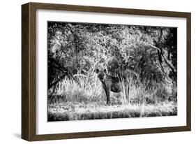 Awesome South Africa Collection B&W - Brown Hyena-Philippe Hugonnard-Framed Photographic Print