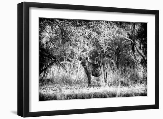 Awesome South Africa Collection B&W - Brown Hyena-Philippe Hugonnard-Framed Photographic Print