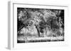 Awesome South Africa Collection B&W - Brown Hyena-Philippe Hugonnard-Framed Photographic Print