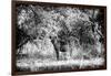 Awesome South Africa Collection B&W - Brown Hyena-Philippe Hugonnard-Framed Photographic Print